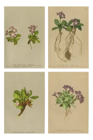 Alpine Primula Botanical Prints, Palla, 1897, Set of 4