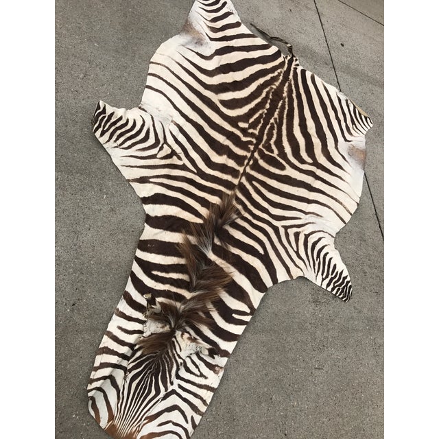 Authentic Vintage Zebra Rug 4′4″ × 7′ Chairish