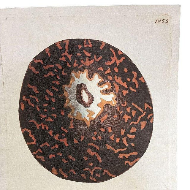 Early 19th Century Tortoise & Pleated Shell Limpets Print Naturalists Miscellany by Shaw and Nodder For Sale In Los Angeles - Image 6 of 7
