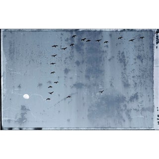 'Postcards From Birds #1' Photograph For Sale