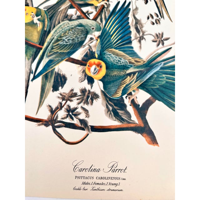 American 1964 Audubon Folio Lithograph Great Bird Paintings - "Carolina Parrot" 17x14 For Sale - Image 3 of 9