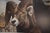 Realism Carl Brenders "Rocky Kingdom - Bighorn Sheep" Signed Limited Edition Lithograph, 1992 For Sale - Image 3 of 10