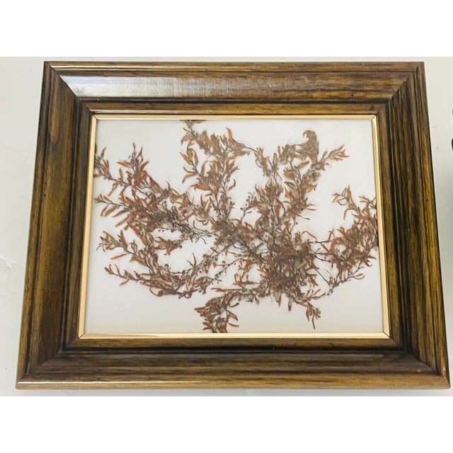 Two organic modern natural specimens of brown Florida seaweed Sagrassum branches in wooden frames.