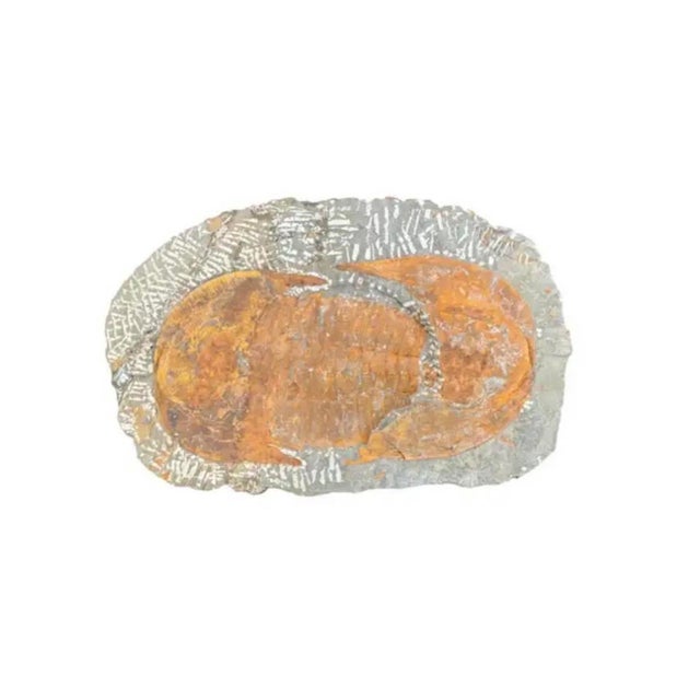 Large Fossilized Trilobite Specimen in Stone Matrix For Sale - Image 9 of 9