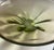 1940s 1940s Duncan & Miller Canterbury Uranium Bowl For Sale - Image 5 of 8