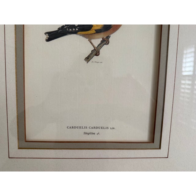 Chestnut Antique Bird Print: Cardulis by Ethan Allen For Sale - Image 8 of 11