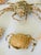 Contemporary 1970s Coastal Marine Natures Beauty Crab Shells Collection For Sale - Image 3 of 5