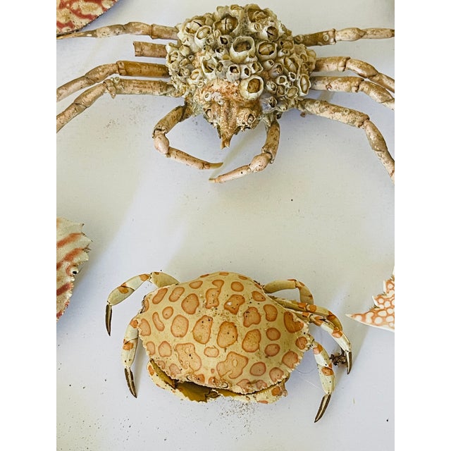 Contemporary 1970s Natures Beauty Crab Shells Collection For Sale - Image 3 of 5