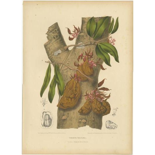 Paper Berthe Hoola van Nooten, Namnam Tree, 1880, Chromolithograph For Sale - Image 7 of 7
