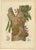 Paper Berthe Hoola van Nooten, Namnam Tree, 1880, Chromolithograph For Sale - Image 7 of 7