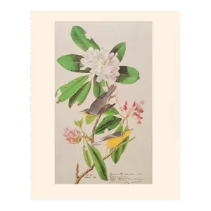 1966 Canada Flycatcher, Cottage Print After Audubon