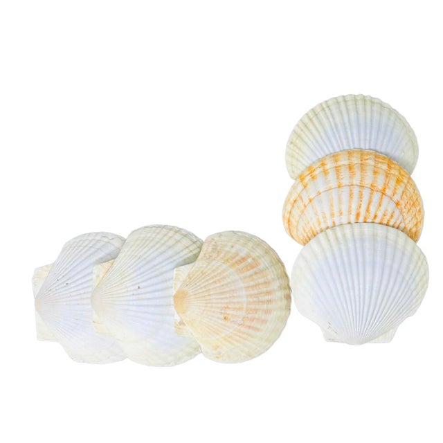 Vintage Real Scallop Shell Serving Plates/Bowls a Set of 6 For Sale - Image 9 of 12
