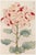 Asian Spider Mum by Hasegawa, Vintage Japanese Botanical Art Print, 36" X 54" For Sale