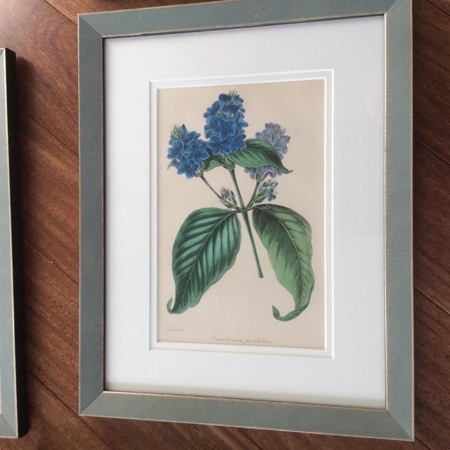 Vintage and antique hand colored prints. All luscious, would be beautiful in entryway or elegant powder room. They are all...