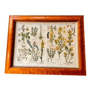 Exceptional Brimfield Discovery: 19th Century English Botanical Print - Page From Historic Botanical Treatise For Sale