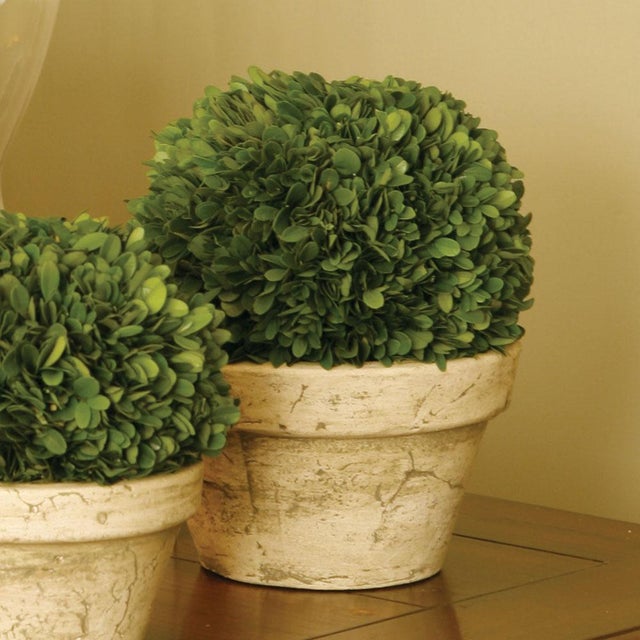 Real English boxwoods, preserved and painstakingly assembled by our masterful artists. This classic arrangement is...