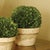 Real English boxwoods, preserved and painstakingly assembled by our masterful artists. This classic arrangement is...