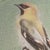 Early 21st Century Cedar Waxing Birds Giclee Print Tamlyn Akins Soft Pastel Colors Mat Framed 13x17 For Sale - Image 5 of 16