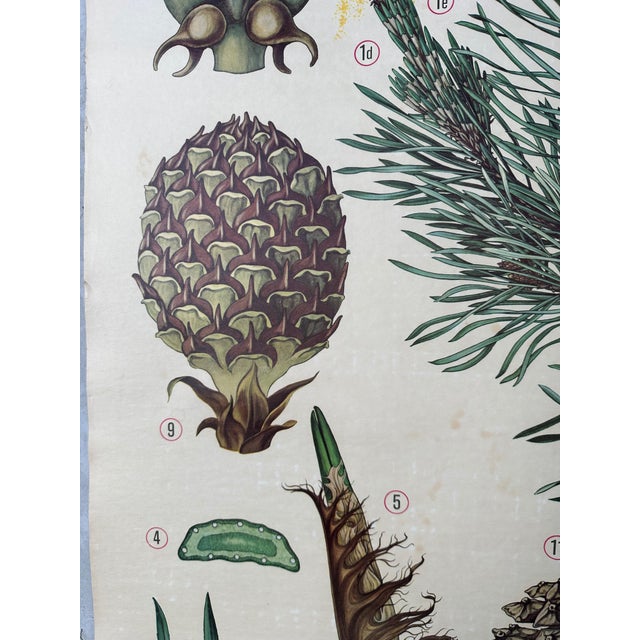 Vintage Linen School Map the Scots Pine For Sale - Image 5 of 13