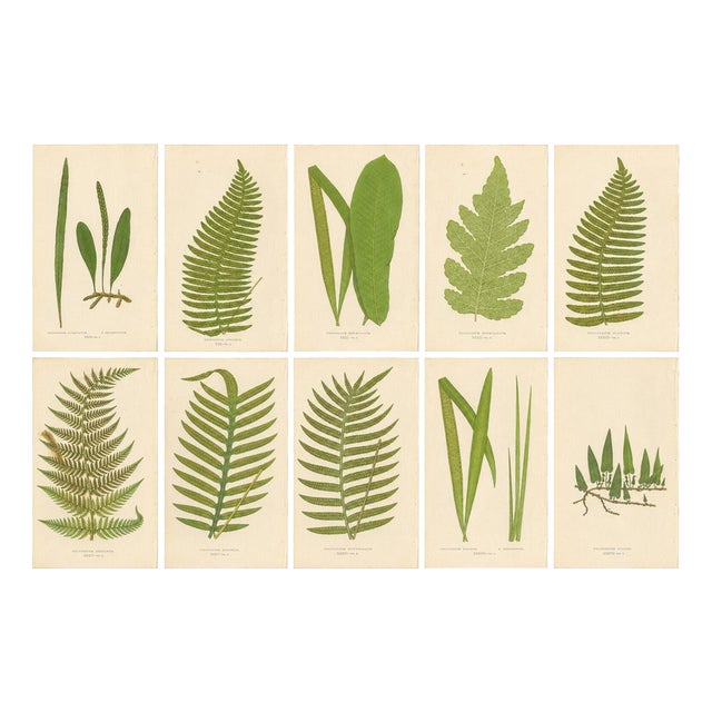 Edward J. Lowe, Ferns, 1856, Lithographs, Set of 10 For Sale