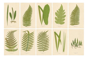 Edward J. Lowe, Ferns, 1856, Lithographs, Set of 10