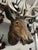 Wood Late 19th Century Wood Carved Stag Head Blakc Forest Deer For Sale - Image 7 of 9