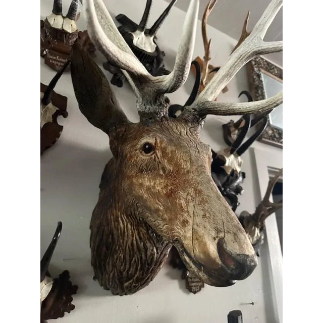 Wood Late 19th Century Wood Carved Stag Head Blakc Forest Deer Carving For Sale - Image 7 of 9