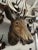 Wood Late 19th Century Wood Carved Stag Head Blakc Forest Deer Carving For Sale - Image 7 of 9