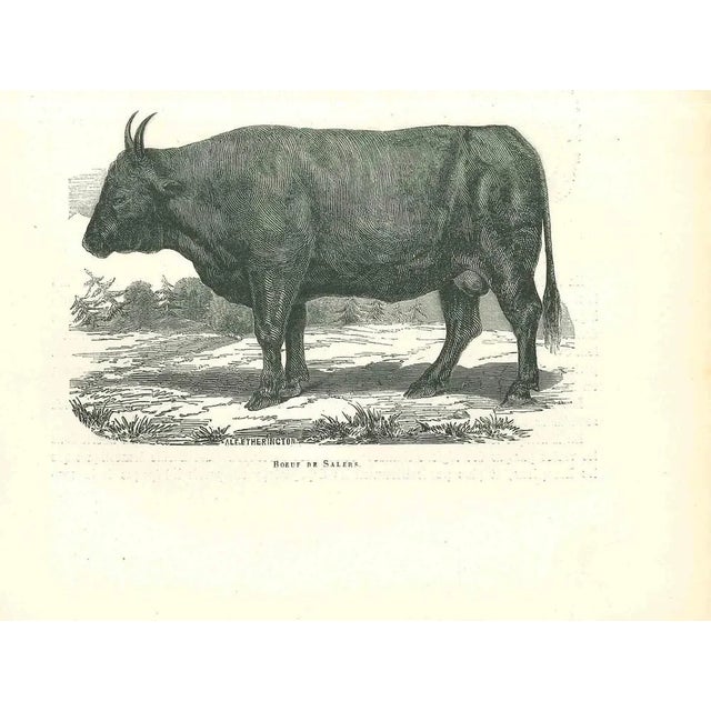 The Ox is an original lithograph on ivory-colored paper, realized by Paul Gervais (1816-1879). The artwork is from The...