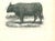 The Ox is an original lithograph on ivory-colored paper, realized by Paul Gervais (1816-1879). The artwork is from The...
