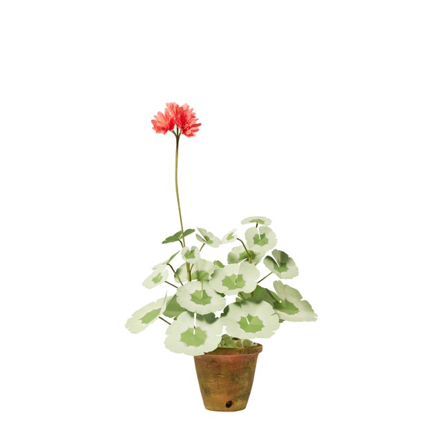 Traditional The Green Vase Mini Geranium Plant in Salmon For Sale - Image 3 of 3
