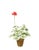 Traditional The Green Vase Mini Geranium Plant in Salmon For Sale - Image 3 of 3