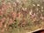Alfredo Barbini Alfred Hesse, Hann Münden Göttingen Castle Ruins Weserbergland, 1932, Oil on Canvas For Sale - Image 4 of 13