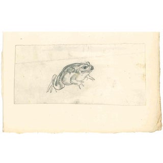 Emmanuel Gondouin, Frog, Drawing in Pencil, 1930s For Sale