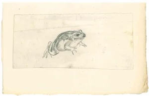 Emmanuel Gondouin, Frog, Drawing in Pencil, 1930s