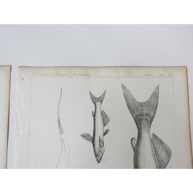 Gray Mid 19th Century Us Pacifc Railroad Fish Lithograph Book Plate - Set of 3 For Sale - Image 8 of 8