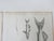 Gray Mid 19th Century Us Pacifc Railroad Fish Lithograph Book Plate - Set of 3 For Sale - Image 8 of 8