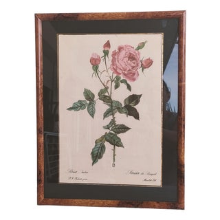 Pierre Joseph Redouté, Botanical of Bengal Rose, 1920s, Lithograph For Sale