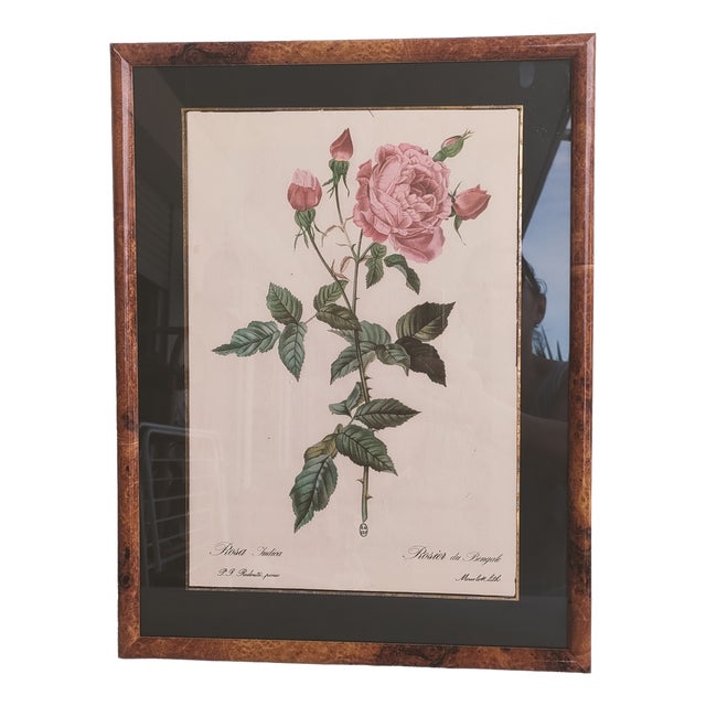Pierre Joseph Redouté, Botanical of Bengal Rose, 1920s, Lithograph For Sale