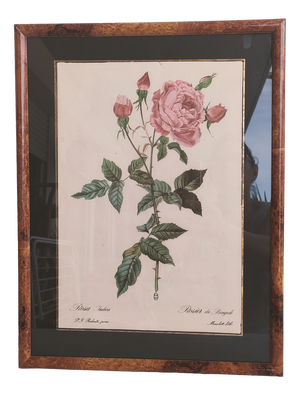 Pierre Joseph Redouté, Botanical of Bengal Rose, 1920s, Lithograph