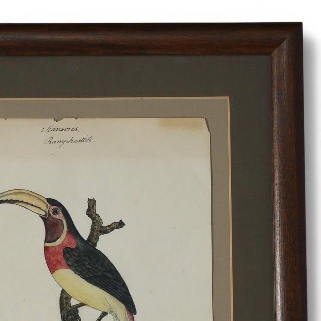 English Antique William Goodall Framed English Watercolor and Ink of a Toucan For Sale - Image 3 of 7