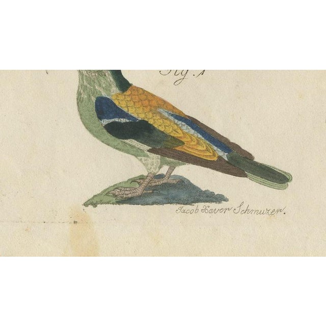 19th Century Bertuch, Hoopoe, Roller and Crossbills, 1805, Print For Sale - Image 5 of 12
