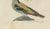 19th Century Bertuch, Hoopoe, Roller and Crossbills, 1805, Print For Sale - Image 5 of 12