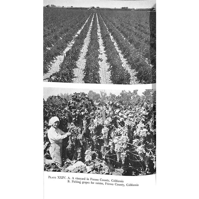 "Grapes and Vines: From Home Vineyards" 1945 Hedrick, U. P. For Sale - Image 10 of 10