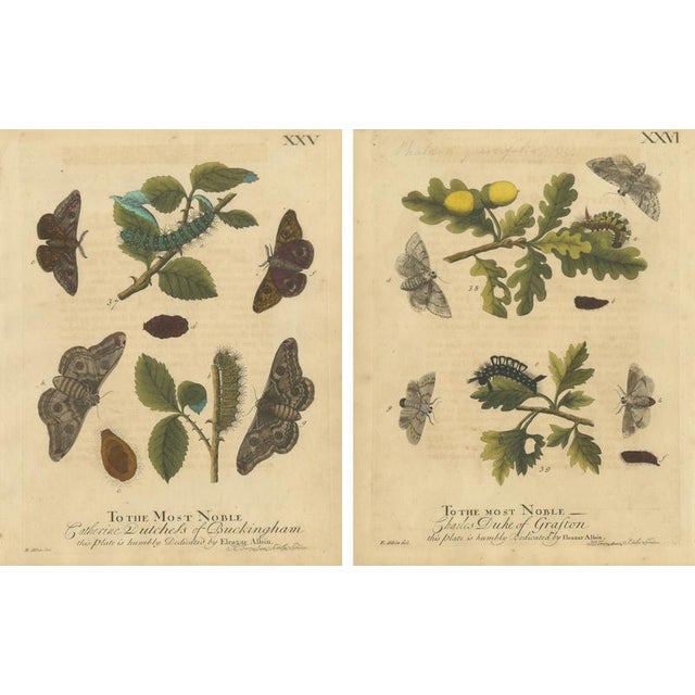Albin, Moths with Oak Leaves, Hand-Colored Engravings, 1720, Set of 2 For Sale - Image 4 of 9