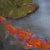 Wood Contemporary Koi Pond Painting "Staying Afloat" by Karen Zazon For Sale - Image 7 of 8