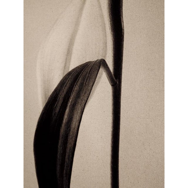 Ugne Pouwell, Lilly, 2022, Photography For Sale - Image 4 of 10