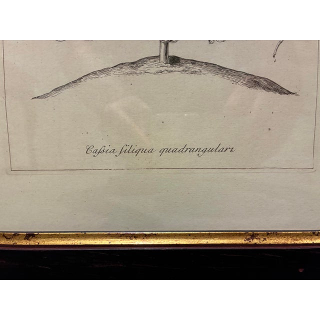 Illustration Vintage Cassia Botanical Illustration Print in Black & Gold Wood Frame For Sale - Image 3 of 5
