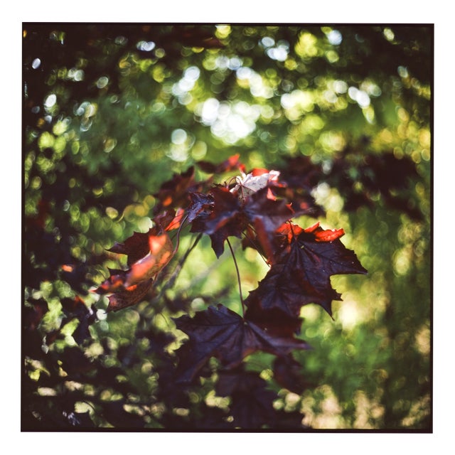 Paul Cooklin, Maple Leaves Bokeh, Edition of 50 For Sale