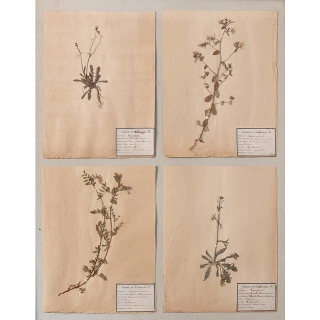 An early 20th-century framed herbarium composed of four pressed botanical sheets, each presenting a carefully mounted...